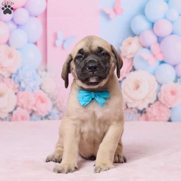 Diesel, English Mastiff Puppy